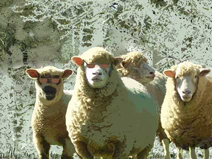 Four sheep with sunglasses