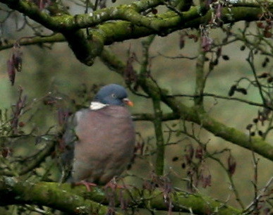 wood pigeon